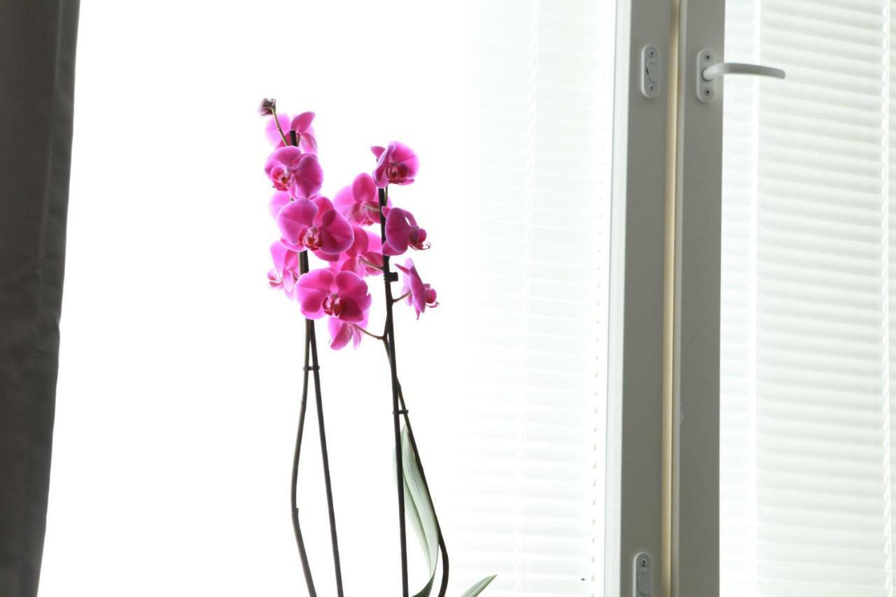 Studio Orchidea هلسنكي المظهر الخارجي الصورة